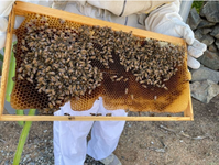 A honeycomb frame covered in bees, held up for guests to see