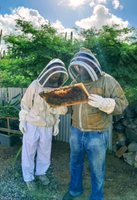Guests examining a honeycomb frame together during the Aruba Bee Experience