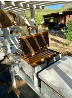 Open hive boxes with golden honeycomb frames in the apiary